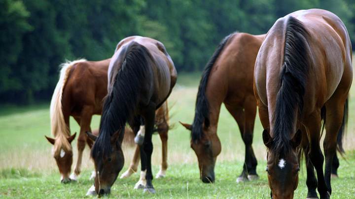 Horses Eating Grass
